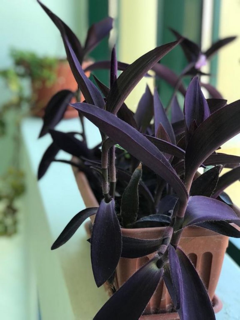 Хотел Ривиера - Снимка 3