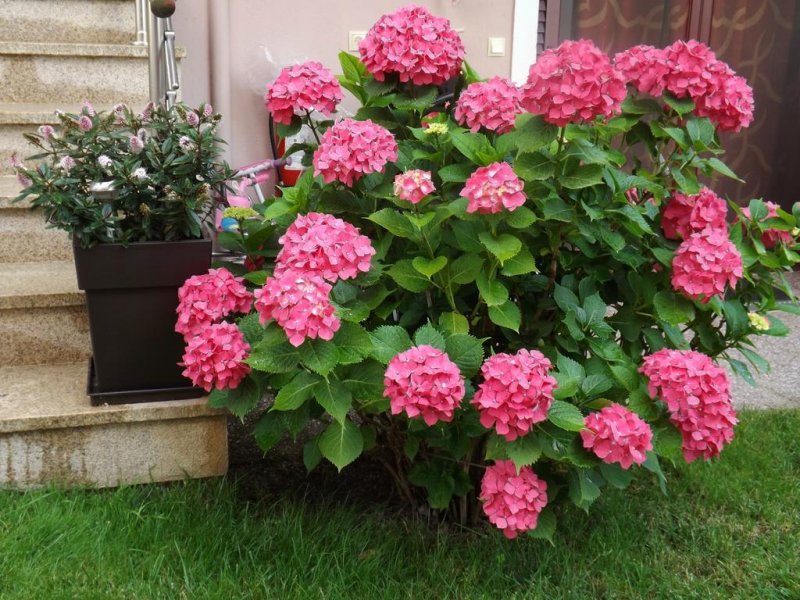 Yasoo Holiday Apartments - Снимка 10