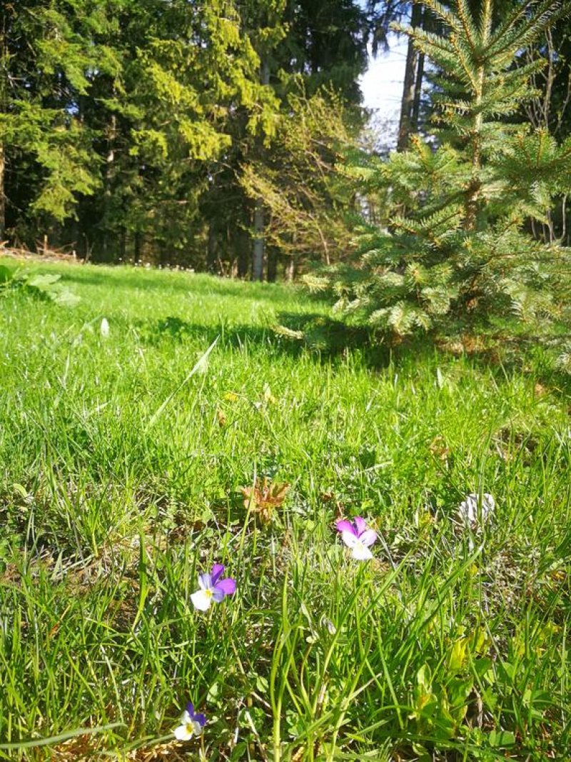 Хотел Ела - Снимка 3