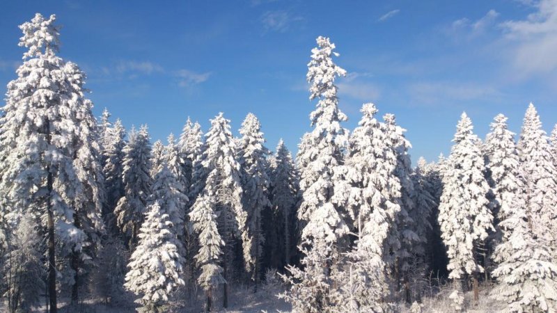 Хотел Ела - Снимка 5