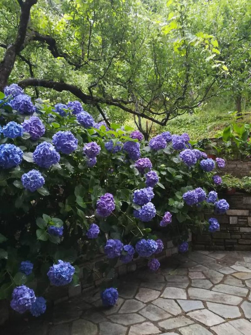 Filoxenia - Снимка 10