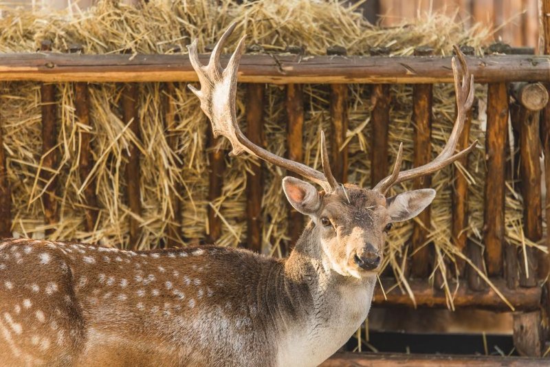 Комплекс Борова гора - Снимка 1