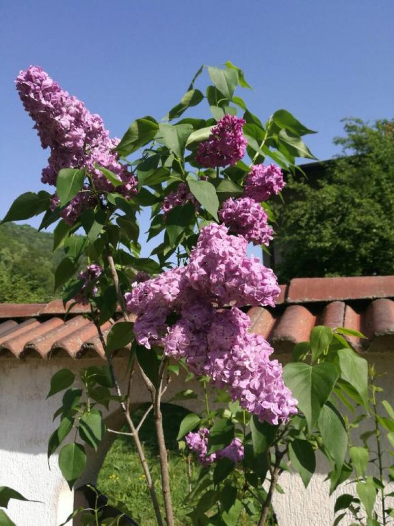 Семеен хотел Вирджин - Снимка 10