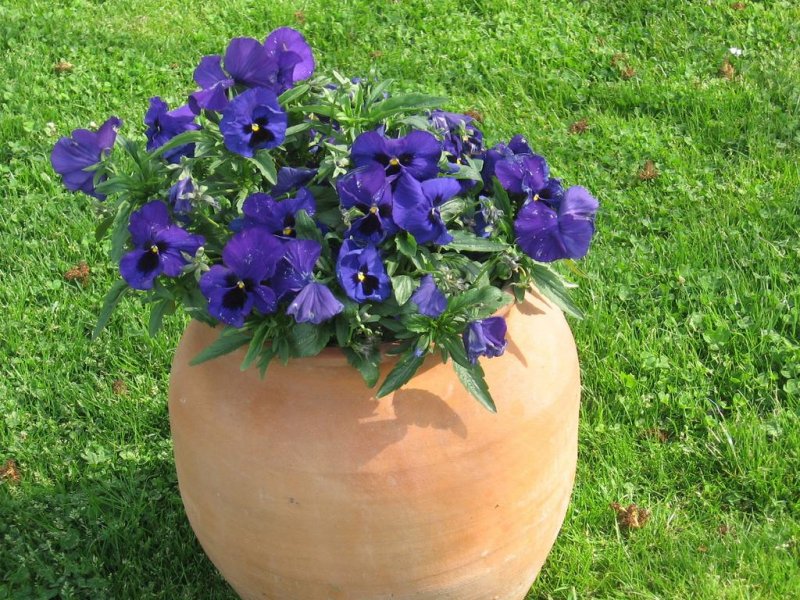 Апартаменти Коста - Снимка 9