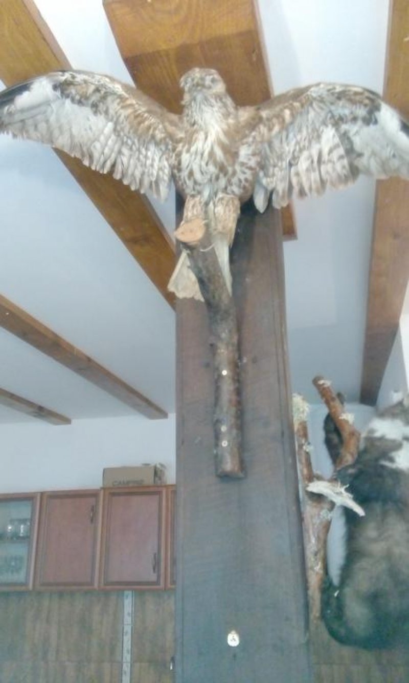 Къща за гости Вила дива - Снимка 10