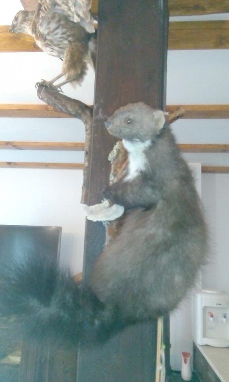 Къща за гости Вила дива - Снимка 9