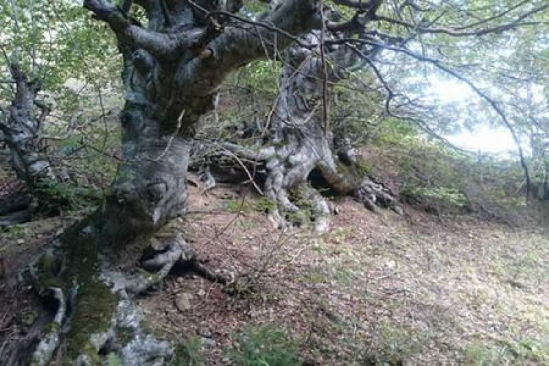 Къща за гости Бащината къща - Снимка 11