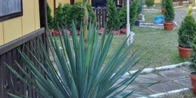 Бунгала Венера - Снимка 8