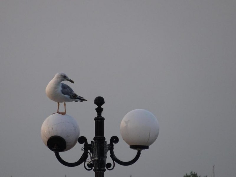 Apartments Thomoglou - Снимка 4