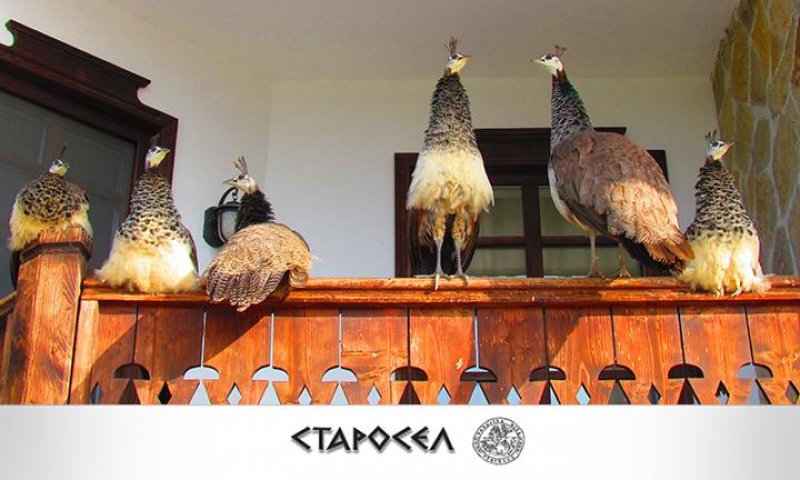 Комплекс за винен и СПА туризъм Старосел - Снимка 1