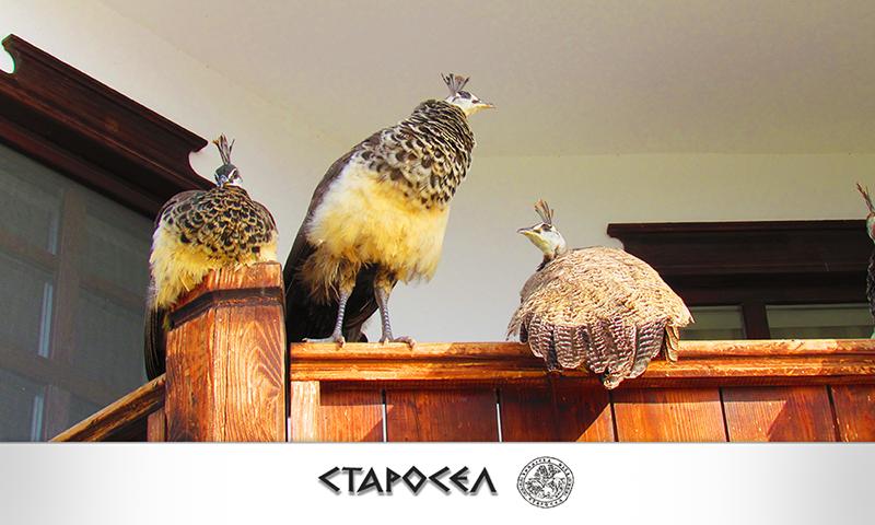 Комплекс за винен и СПА туризъм Старосел - Снимка 9