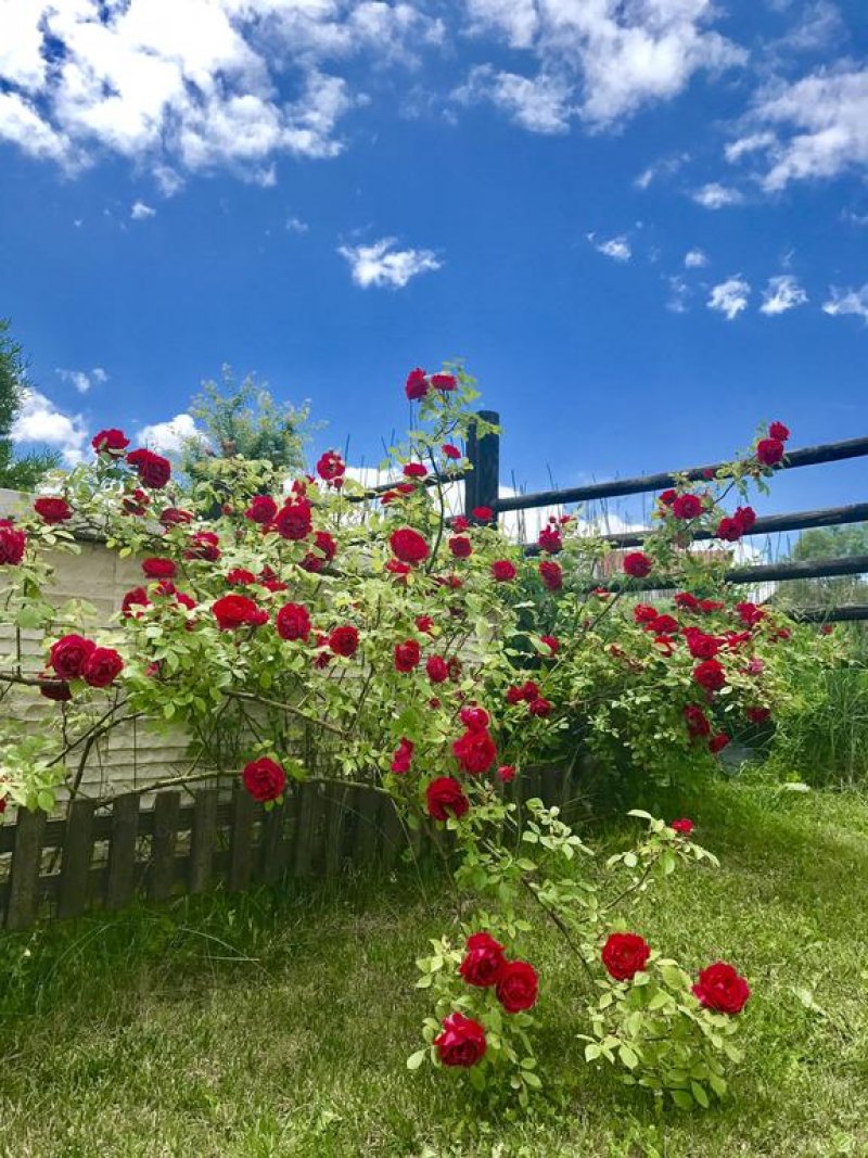 Хотел Орбел СПА - Снимка 5