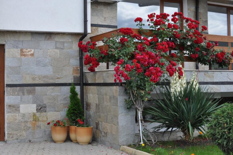 Хотел Гардения Хилс - Снимка 2