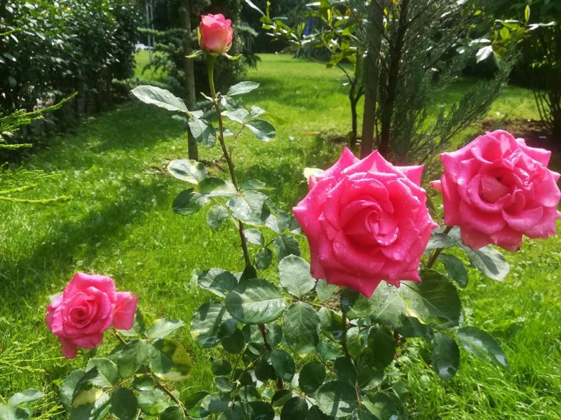 Хотел Елли Греко - Снимка 5