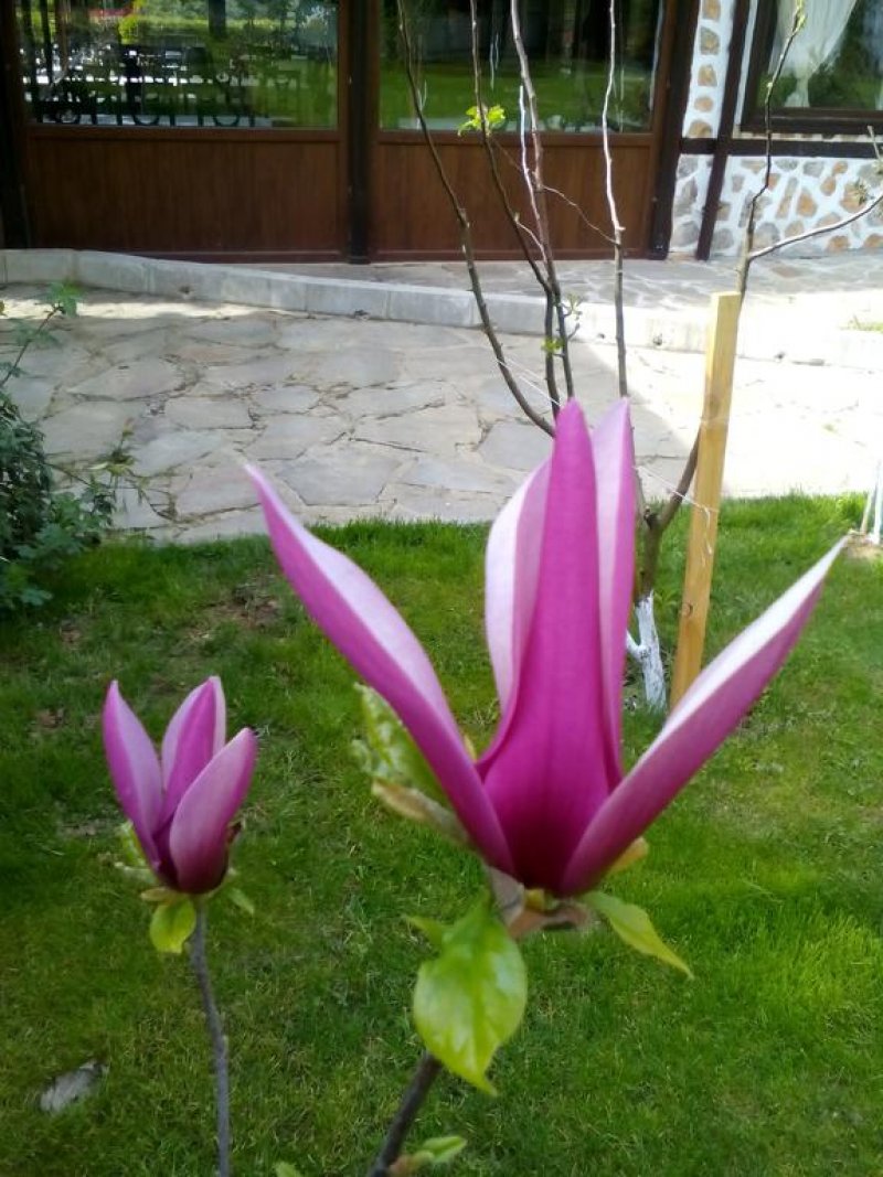 Хотел Елли Греко - Снимка 11