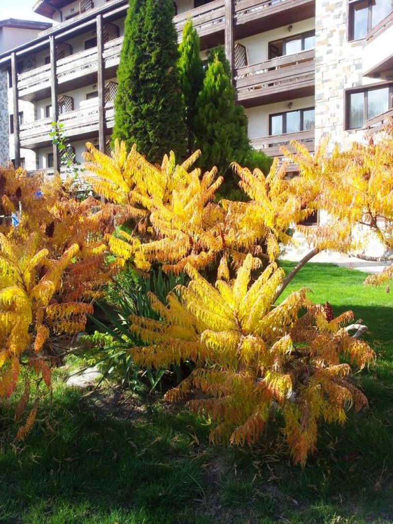 Хотел Орфей - Снимка 5