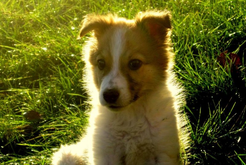 Семеен Хотел Искър - Снимка 2