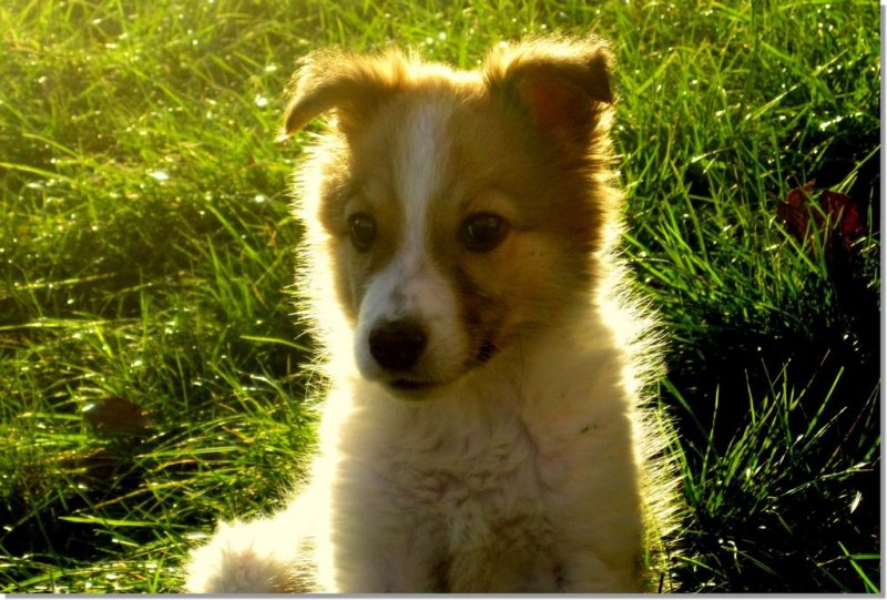 Семеен Хотел Искър - Снимка 9