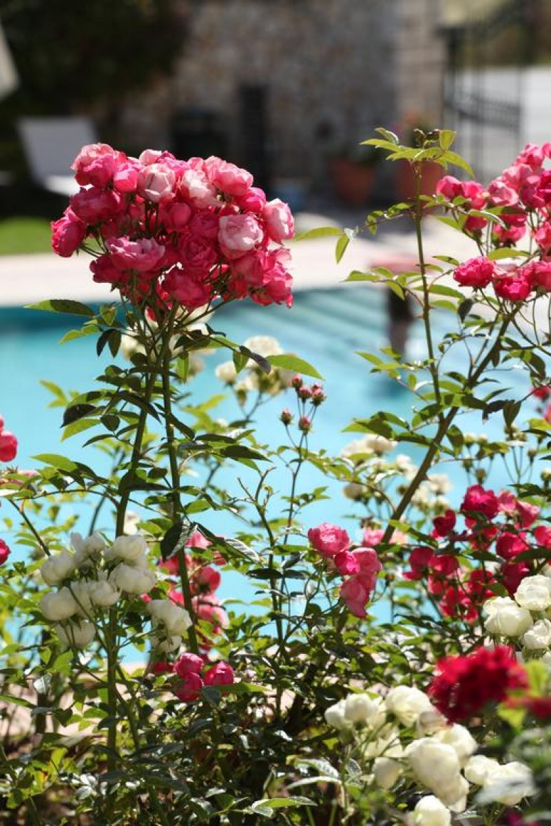 Paradise Inn Hotel - Снимка 2