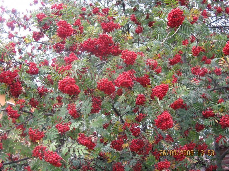 Семеен хотел Калина - Снимка 2