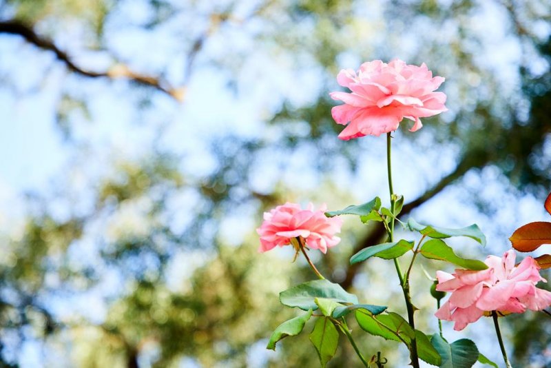 Parga Beach Resort - Снимка 11