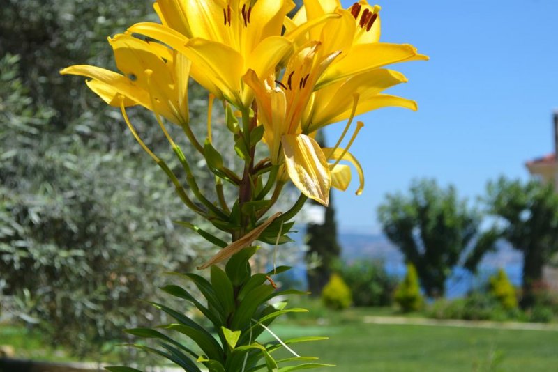 Vergina Star Hotel - Снимка 1