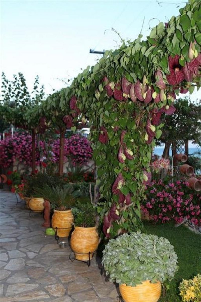 Korali House - Снимка 1