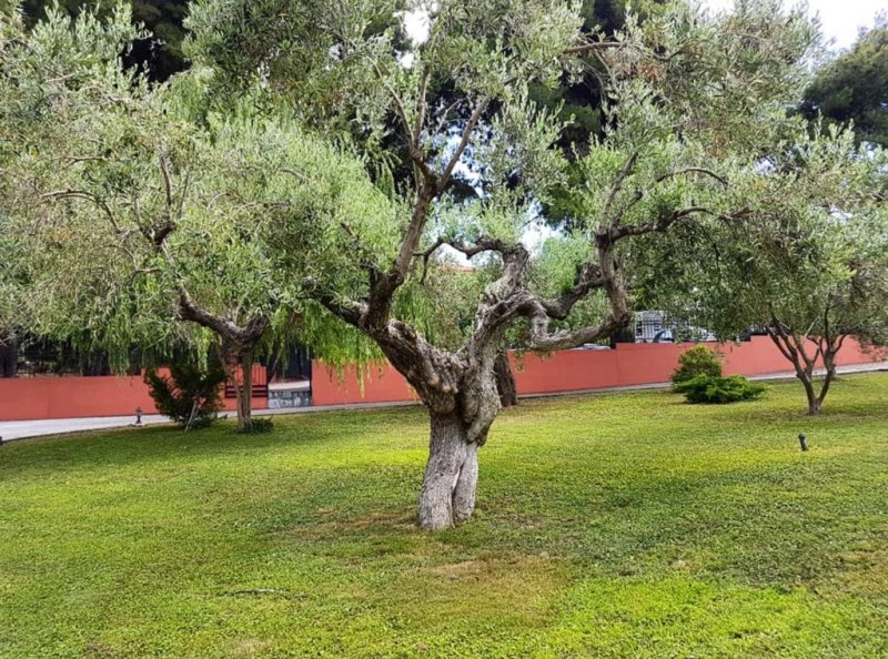 Agrili Apartments Resort - Снимка 3