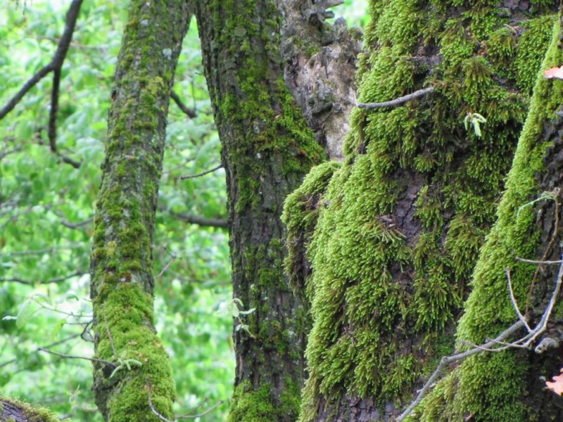 Хотел Гарванец - Снимка 8