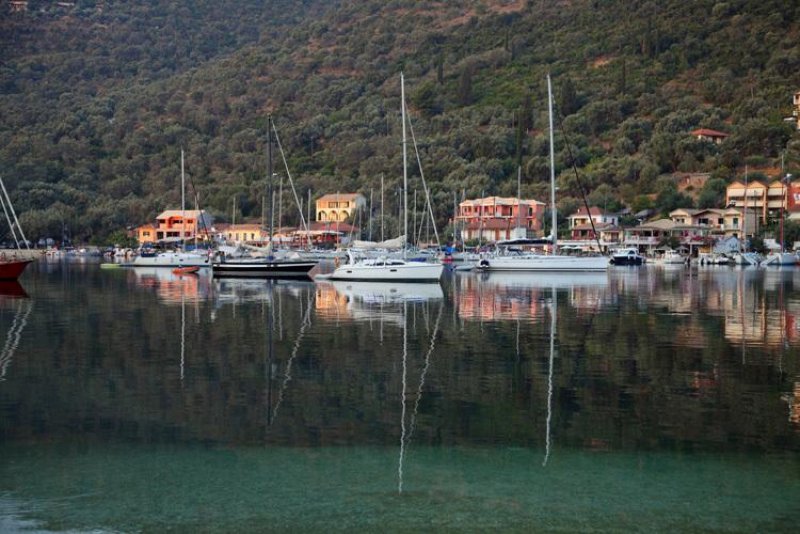 Asterida - Снимка 10