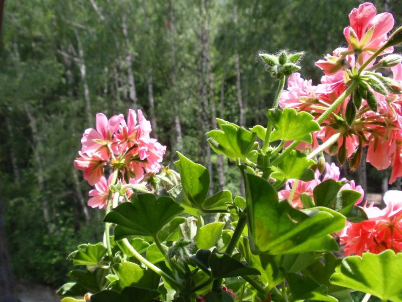 Хотел Емали - Снимка 4