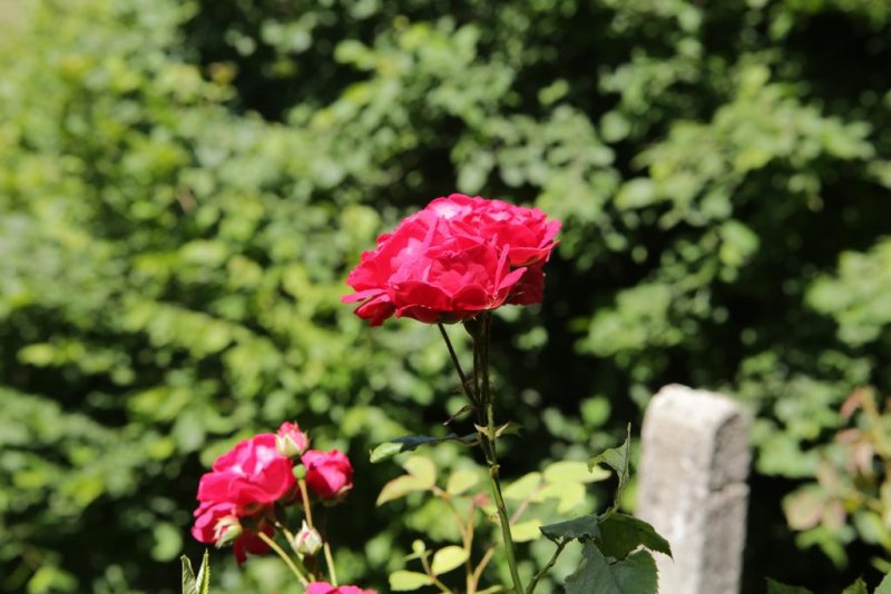 Къща за гости Вълчановата къща - Снимка 2