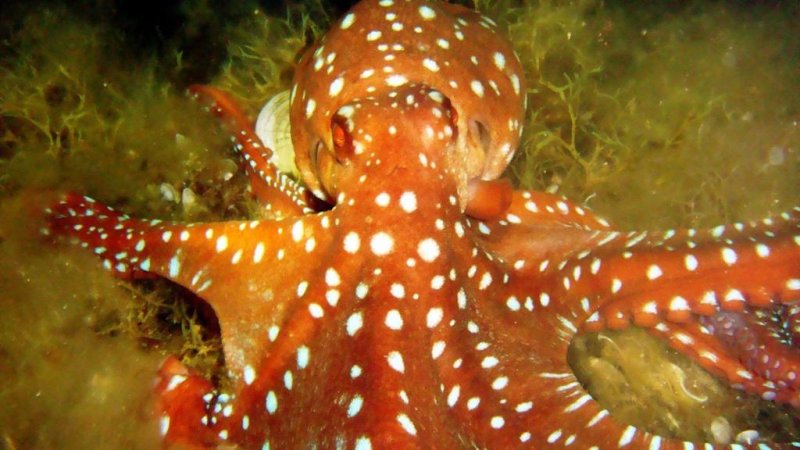 Istion Club & Spa - Снимка 2