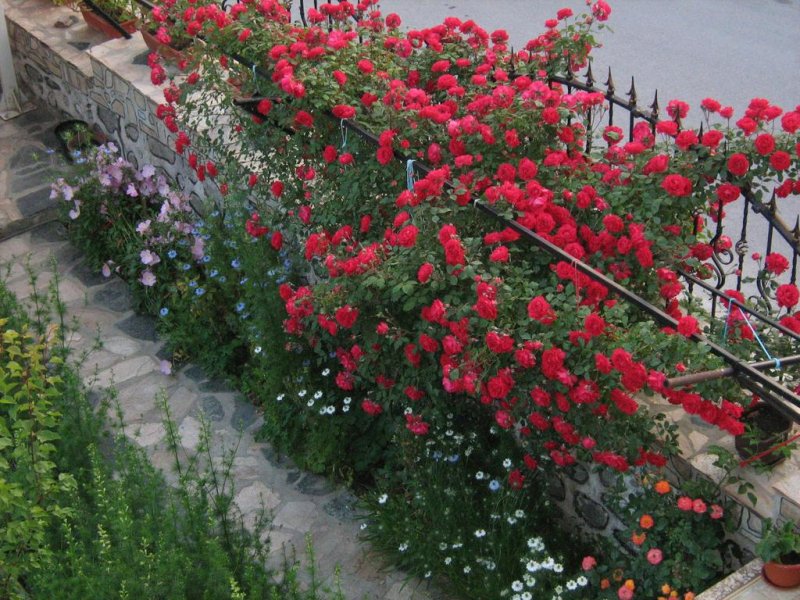 Къща за гости Таня - Снимка 10