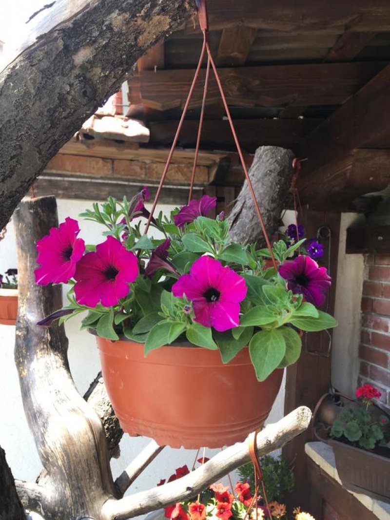 Хотел Старата Тонина Къща - Снимка 1