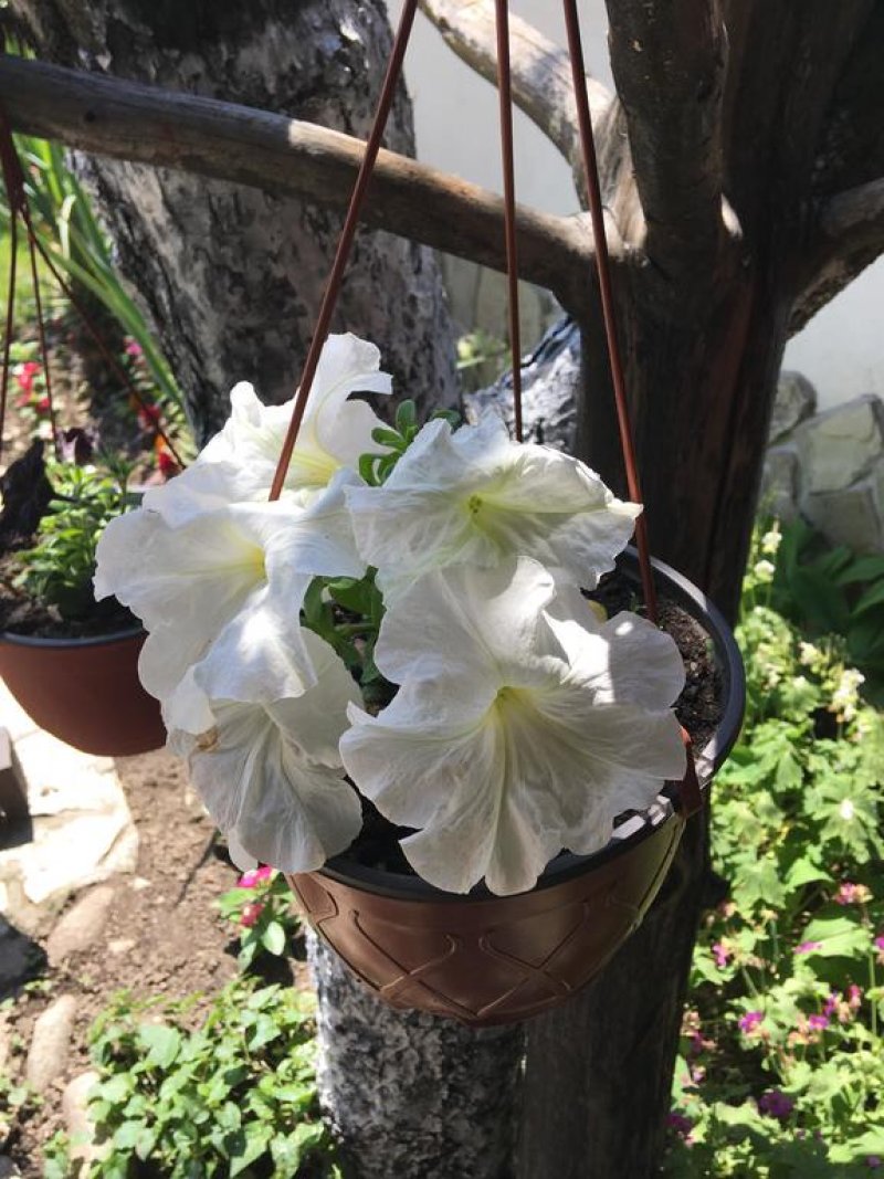 Хотел Старата Тонина Къща - Снимка 5