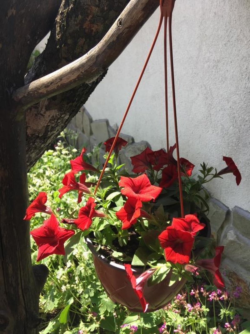 Хотел Старата Тонина Къща - Снимка 1