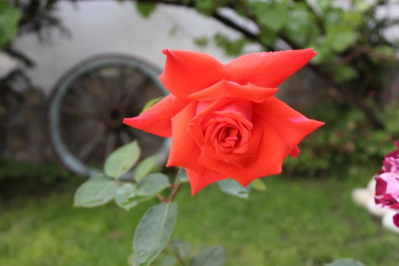 Хотел Старата Тонина Къща - Снимка 5