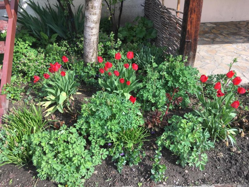 Хотел Старата Тонина Къща - Снимка 2