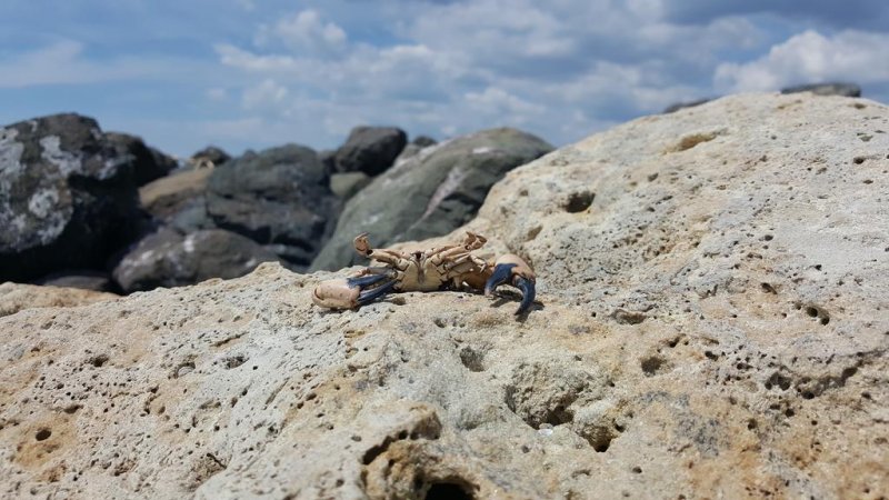 Комплекс Марина кейп - Снимка 9